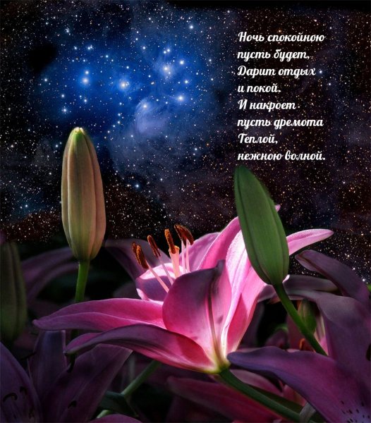 Ночной цветок