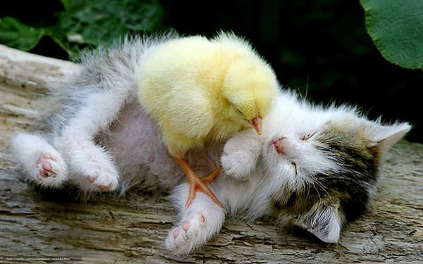 Котики с цыплятами