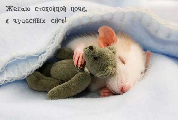 Мышонок спит