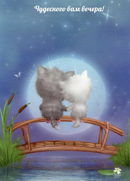 Коты Алексея Долотова любовь