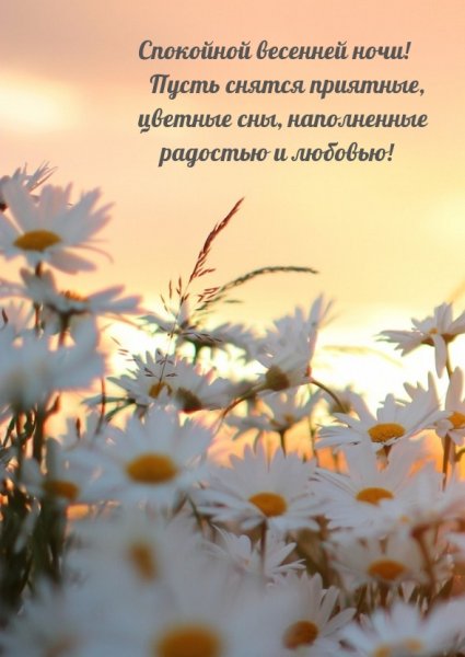 Ромашки на рассвете