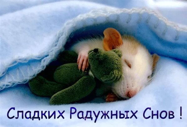 Сладких снов прикольные