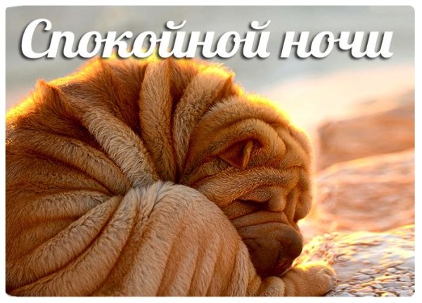 Доброй ночи с животными и надписями