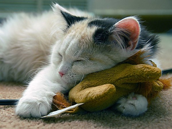 Котик спит