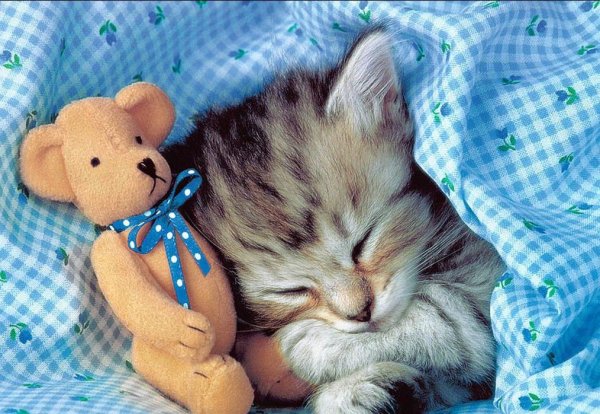 Спящий котенок