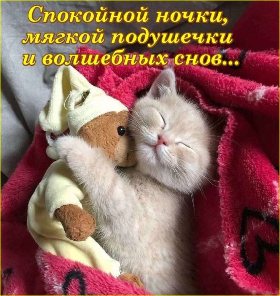 Котенок. Спокойной ночи!