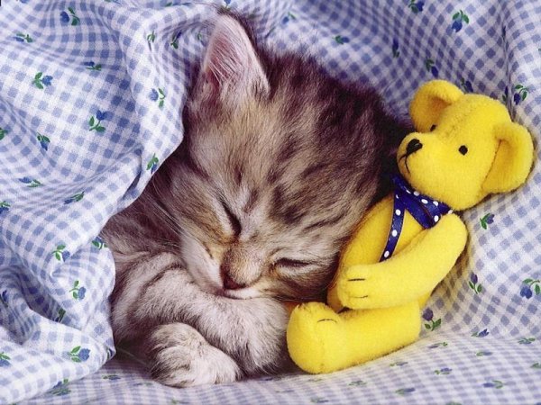 Милые спящие котики