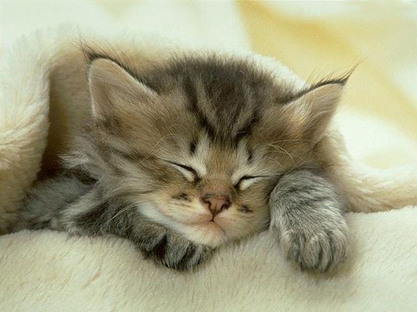 Котенок спит