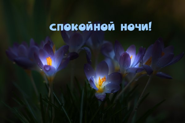 Спокойной ночи весенние цветы картинки (42 фото)