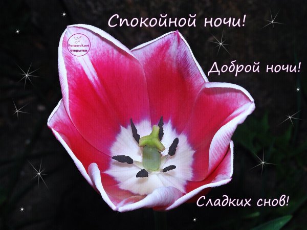 Открытки спокойной ночи с цветами