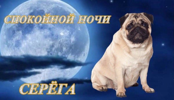 Спокойной ночи Серега Мопс