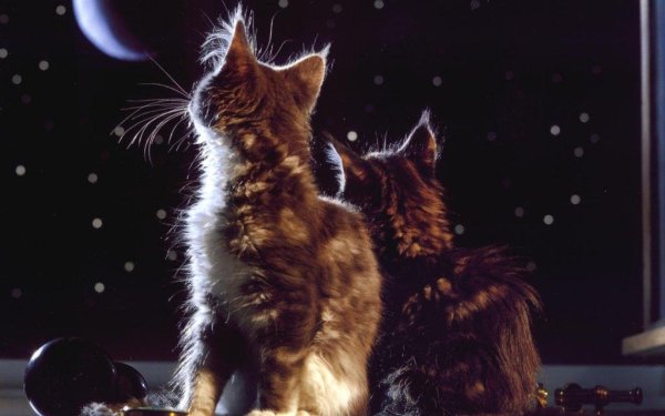 Кот и звезды