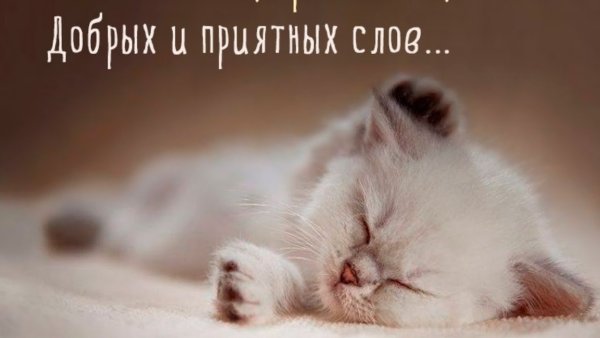 Сладких снов котенок мой