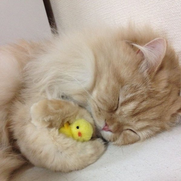 Ласковый котенок