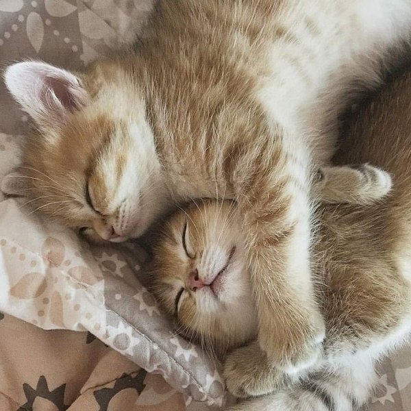 Спящие коты