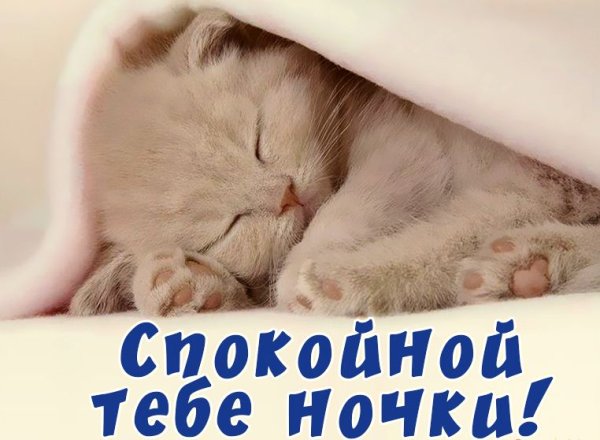 Котенок. Спокойной ночи!