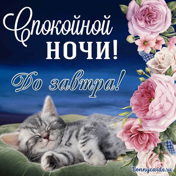 Спи котенок доброй ночи