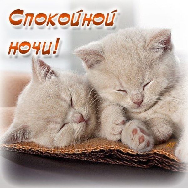 Котенок. Спокойной ночи!