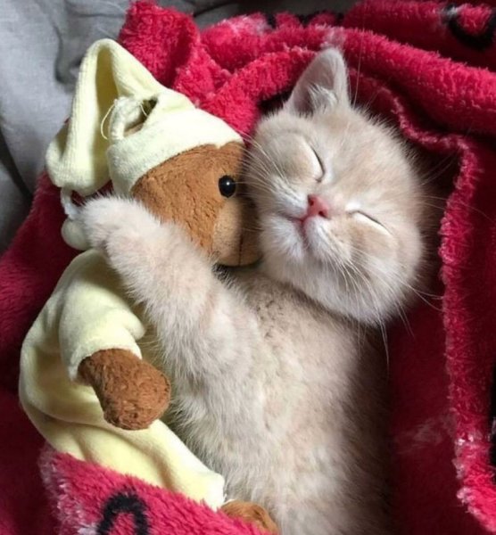 Котенок сладко спит