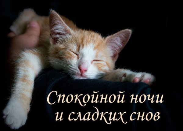 Спокойной ночи котик
