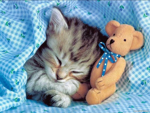 Котенок спит