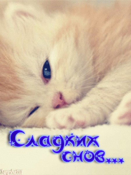 Котенок. Спокойной ночи!
