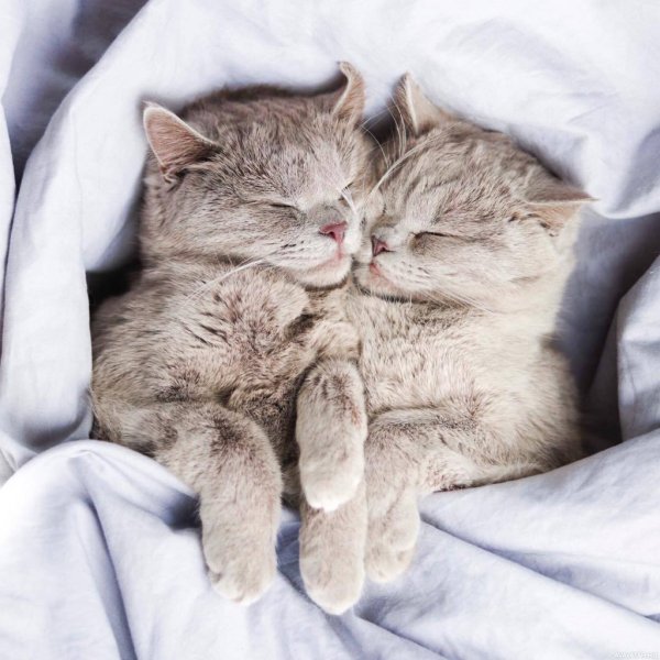 Нежные котята
