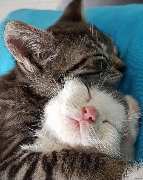 Спящие коты