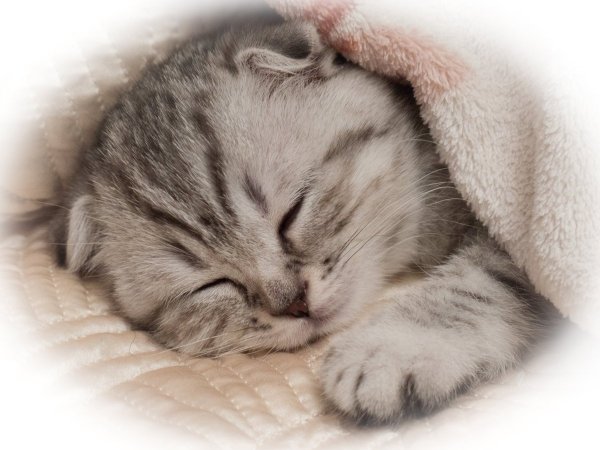 Спящий котенок