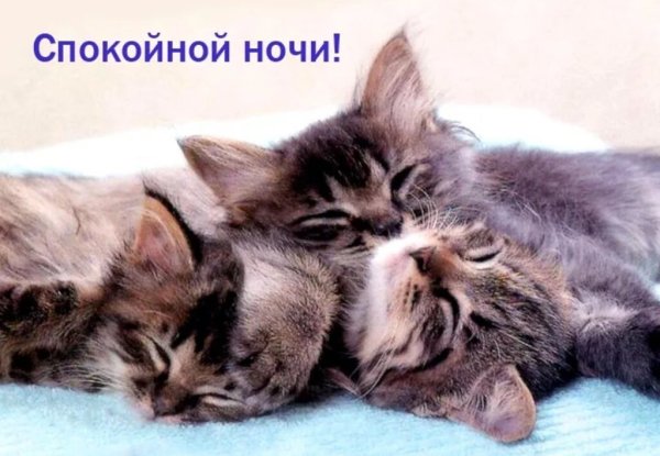 Спокойной ночи котик