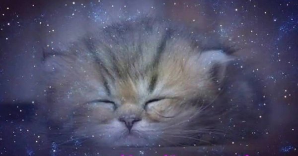 Спокойной ночи красивые котята