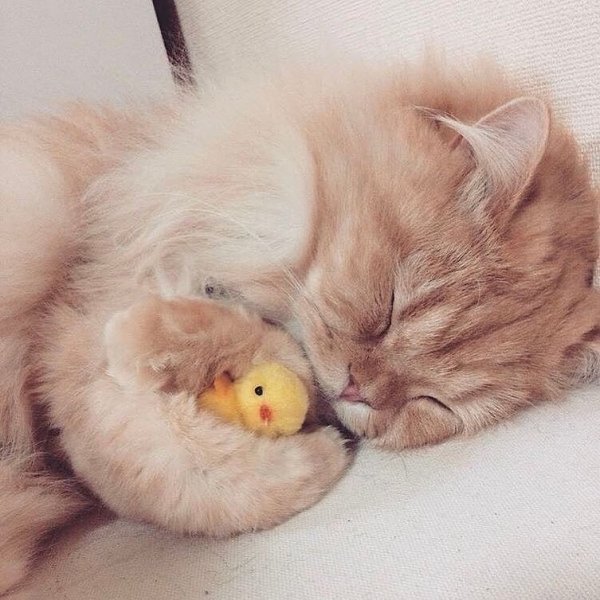 Котенок. Спокойной ночи!