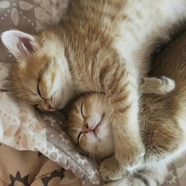 Спящие коты