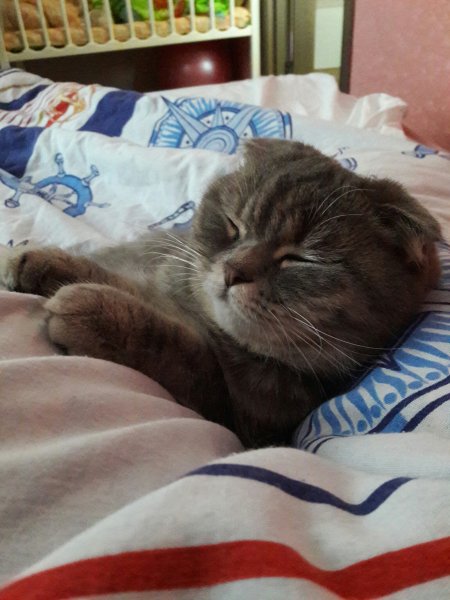 Спокойной ночи кот