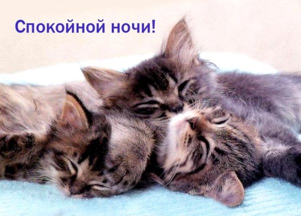 Спокойной ночи котик