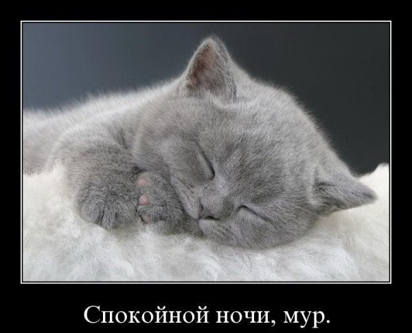 Спокойной ночи кошечка