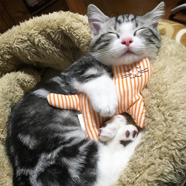 Кошка сладко спит