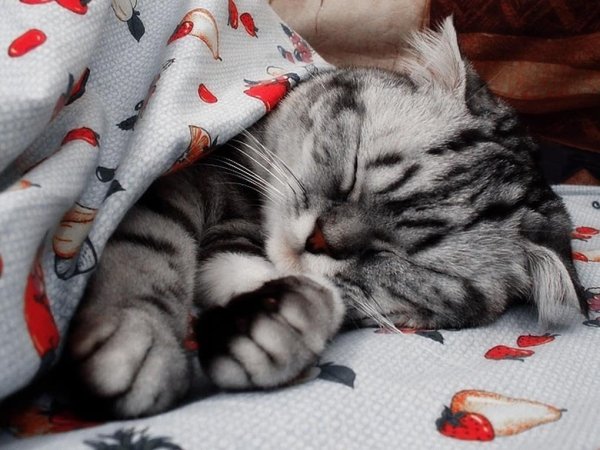 Сладких снов котик