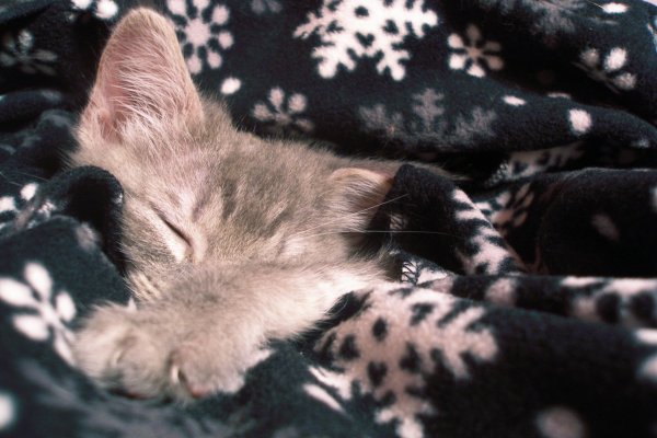 Спокойной ночи с кошками