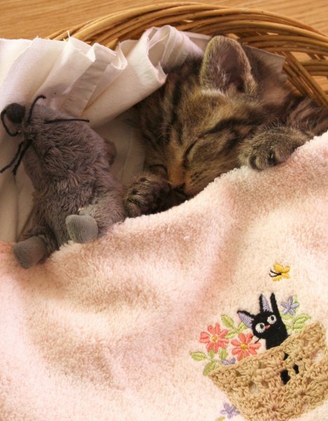 Доброй ночи котики