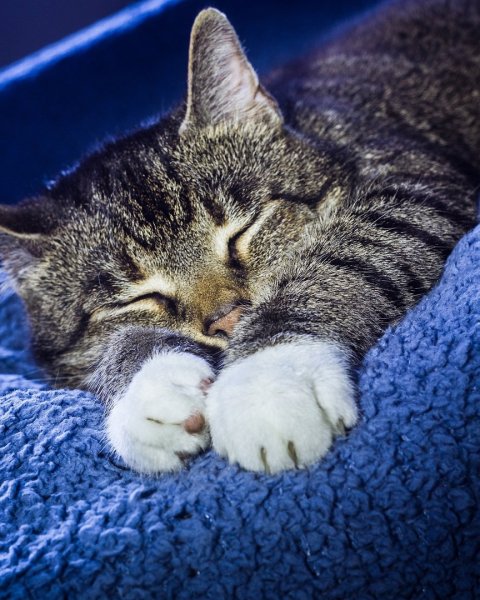 Коты Алексея Долотова любовь