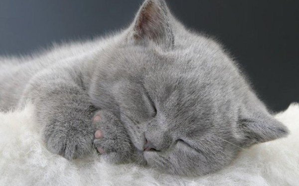 Котенок спит