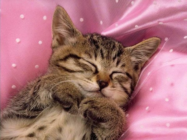 Котенок. Спокойной ночи!