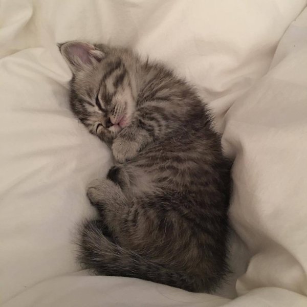 Коты Макото Мурамацу