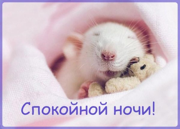 Спокойной ночи крыса