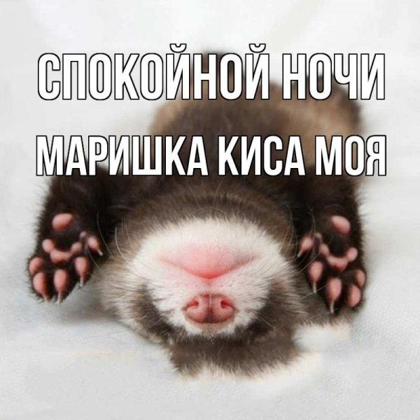 Смешные пожелания спокойной ночи
