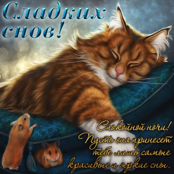Спокойной ночи красивые картинки с котиками (33 фото)