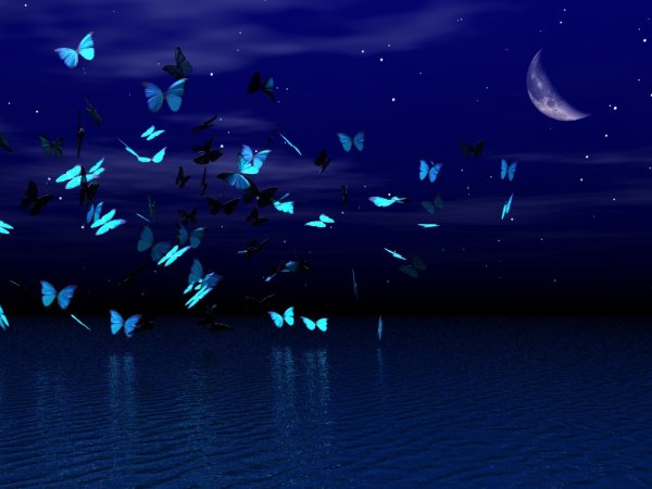 Бабочки в ночном небе