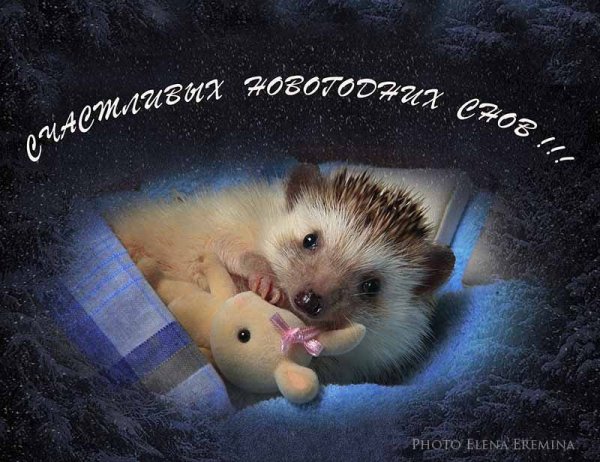 Спокойной ночи Ежик