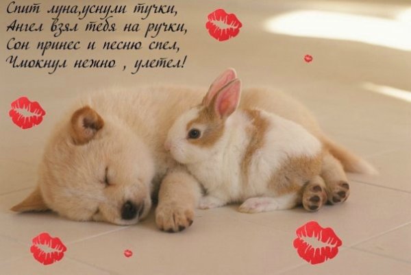 Спокойной ночи Зайка моя